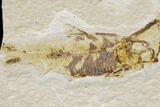 Two Fossil Fish (Knightia) - Wyoming #126042-2